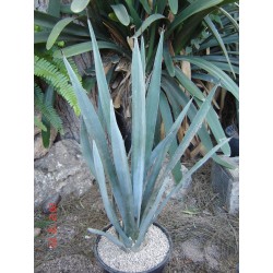 AGAVE TEQUILANA