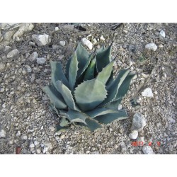 AGAVE FLEXISPINA
