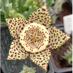 STAPELIA VARIEGATA (2) (flor pequeña)